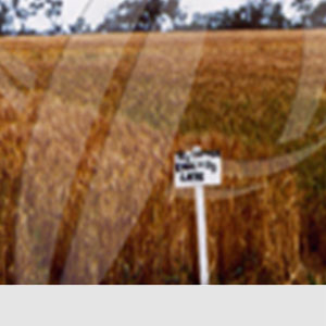 Tahıllarda Bakır Eksikliği