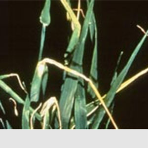 Arpalarda Bakır Eksikliği