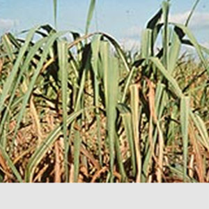 Şekerkamışında Bakır Eksikliği