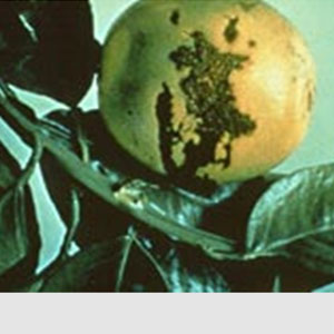 Turunçgillerde Bakır Eksikliği