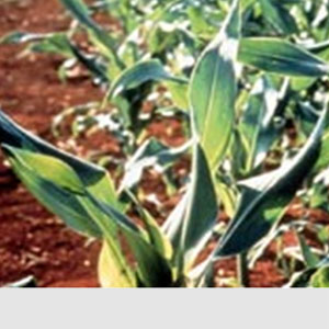 Mısırda Bakır Eksikliği