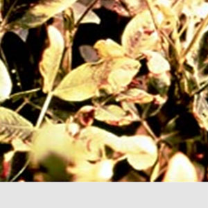 Yerfıstığında Bakır Eksikliği