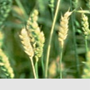 Buğdayda Bakır Eksikliği