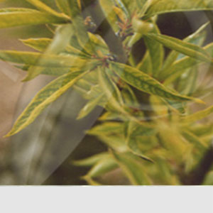 Şeftalide Demir Eksikliği