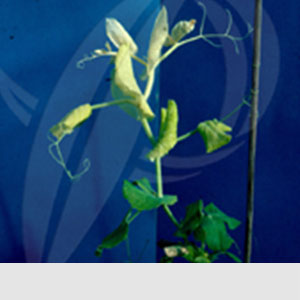 Bezelyede Demir Eksikliği