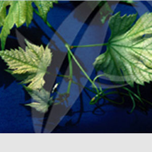 Bağda Demir Eksikliği