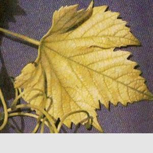 Üzümde Demir Eksikliği