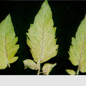 Domateste Demir Eksikliği