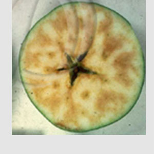 Elmada Fosfor Eksikliği