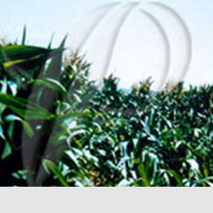 Mısırda Fosfor Eksikliği