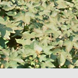 Pamukta Fosfor Eksikliği