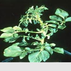 Patateste Fosfor Eksikliği