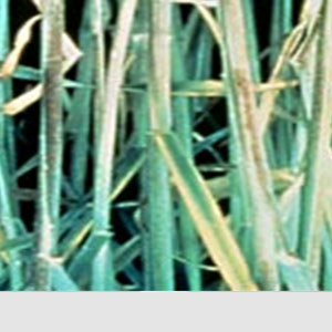 Buğdayda Fosfor Eksikliği