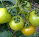 Domatesde Stopper ve Amino Star Uygulamaları