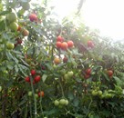 Domatesde Stopper ve Amino Star Uygulamaları