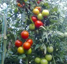 Domatesde Stopper ve Amino Star Uygulamaları