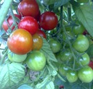 Domatesde Stopper ve Amino Star Uygulamaları