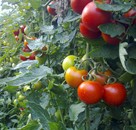 Domatesde Stopper ve Amino Star Uygulamaları