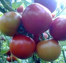 Domatesde Stopper ve Amino Star Uygulamaları